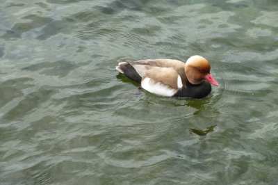 Canards en bord de lac — Zürich