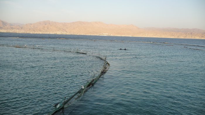 Crique aux dauphins/ Dolphins reef