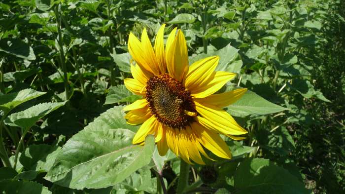 Tournesol