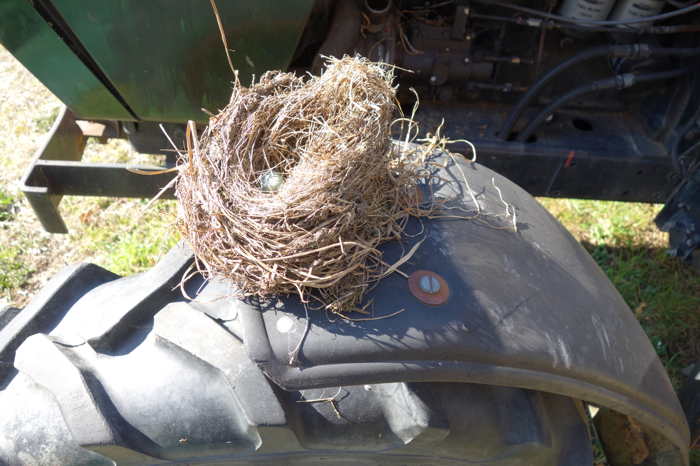 Nid sur une aile de tracteur agricole — Bern