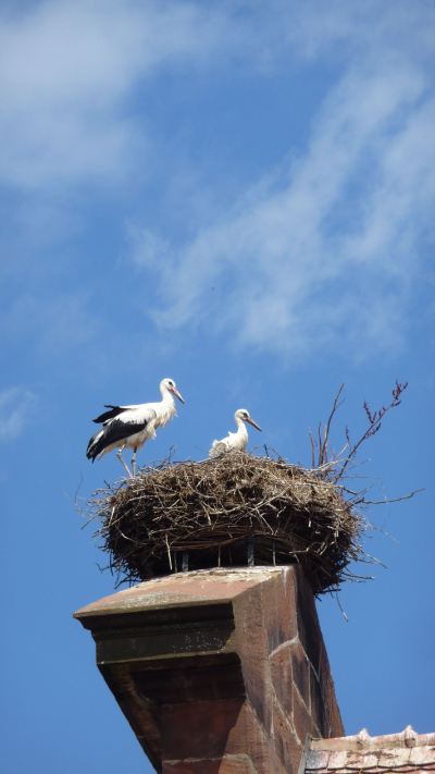 Cigognes