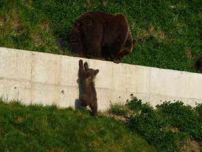 ourson en escalde  - Parc aux ours - Bern -