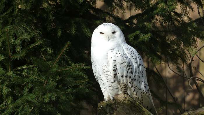 — Chouette des neiges - Tier Park - Zoo de Berne —