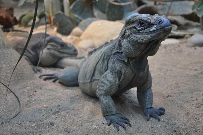 — Iguanes cornus — Zoo — Berne —