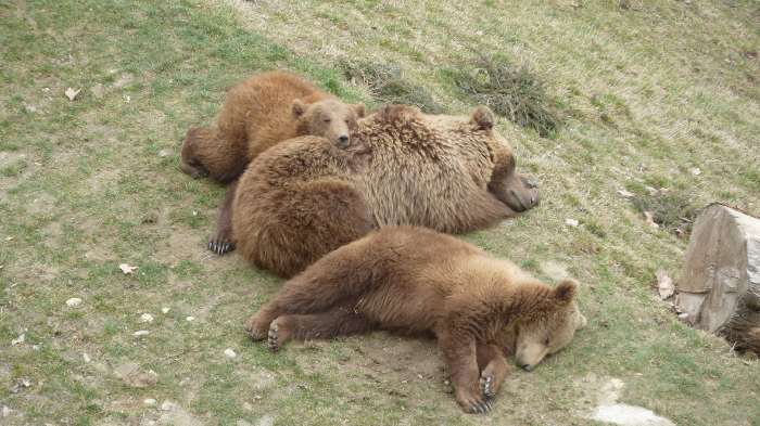 — Ourse et ses oursons en repos dans le parc aux ours - Berne — 