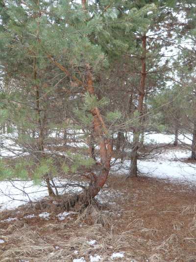 Arbres tordus et déformés par la radioactivité  autour de l'arbre aux pendus