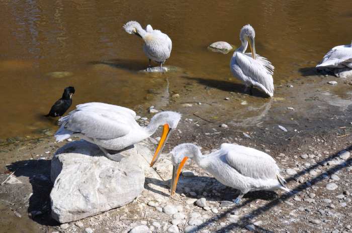 — Couple de pélicans préparant leur nid - Tier Park - Zoo de Berne —