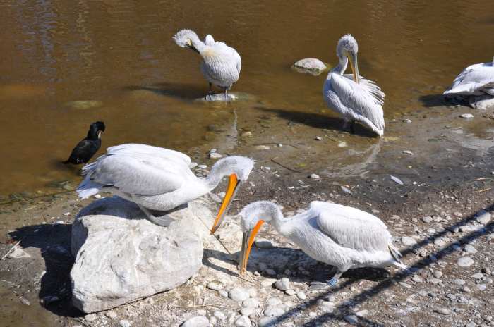 — Couple de pélicans construisant leur nid - Tier Park - Zoo de Berne —