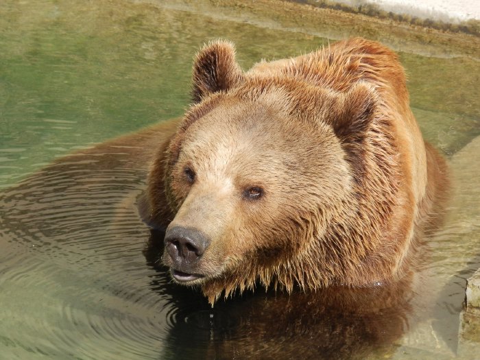 — Ourse prenant un bain dans le bassin du Parc aux ours — Bern/Berne — Avril 2012 —