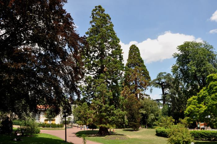 — séquoias — Jardin Lecoq — Clermont-Ferrand —