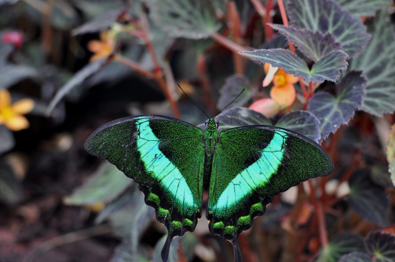 Papillon Machaon émeraude