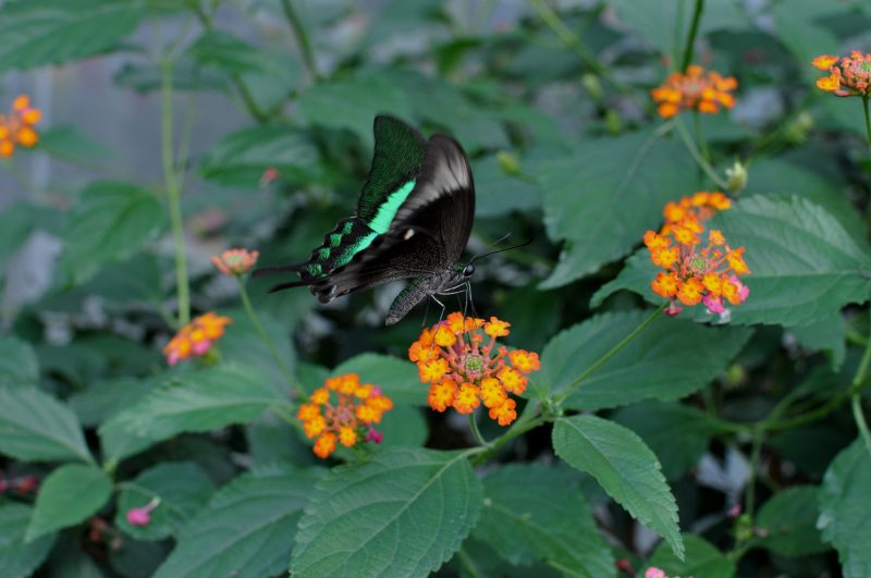 Papillon Machaon émeraude