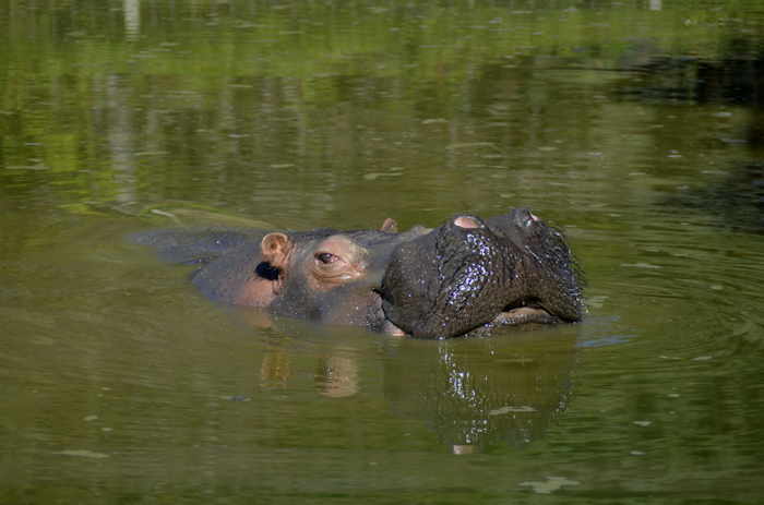 - hypopotame - parc animalier d'Ardes sur Couze (63) -