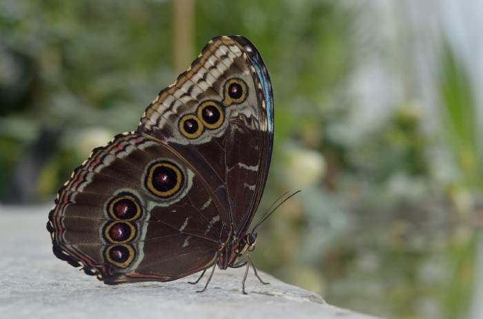 — Papillon Hibou - Expo estivale – GartenHaus Wyss – Ostermundigen (Canton de Bern/Berne) –