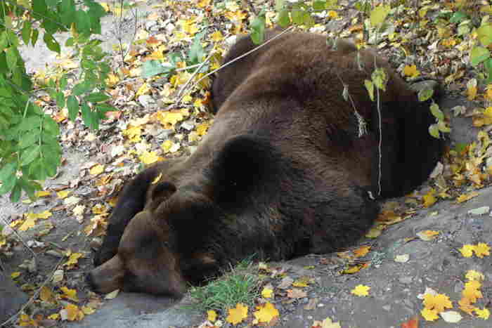 — Finn se préparant à hiberner — Parc aux ours — Bern/Berne —