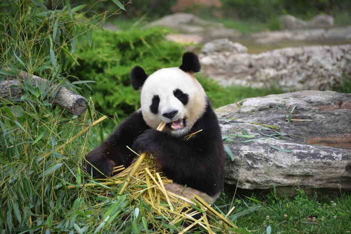 — Panda - Zoo de Beauval —