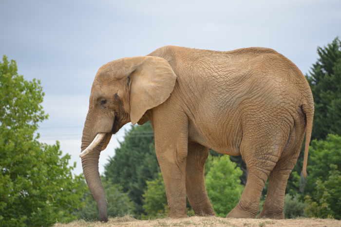 Eléphant adulte — Zoo de Beauval