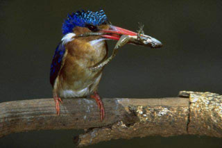 king Fisher