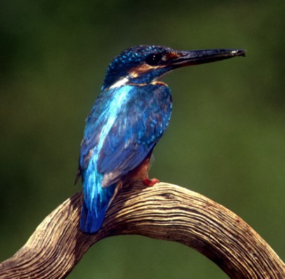 Martin-pêcheur