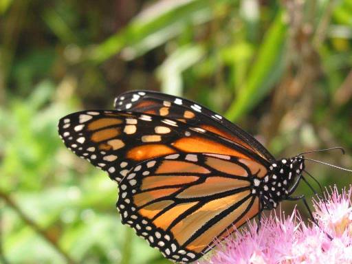 papillon monarch