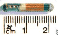 biochip