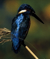 king Fisher