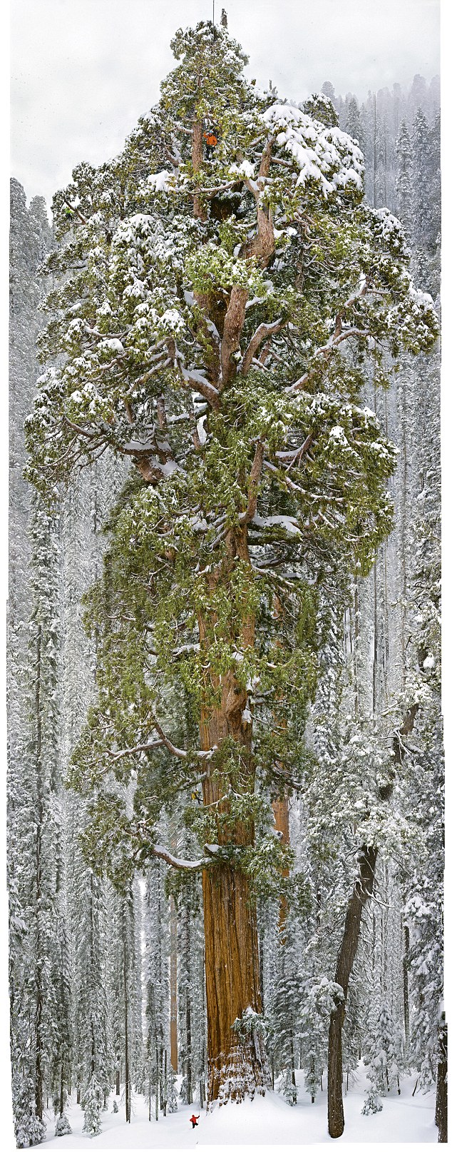 Sequoia surnommé "Président" 