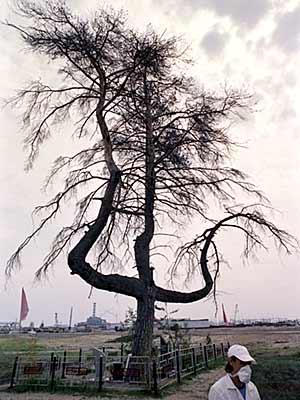 "l'arbre aux pendus" Zone de Pripyat/Tchernobyl