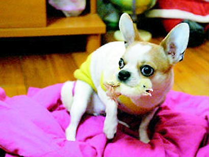 Chihuahua adopts chick