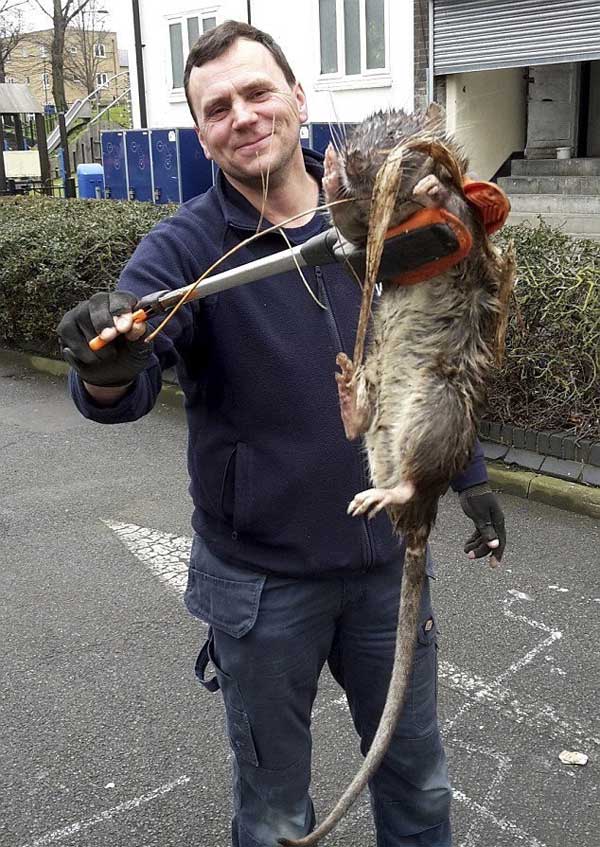 Rat géant? découvert dans une rue de Londres