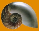 Nautile
