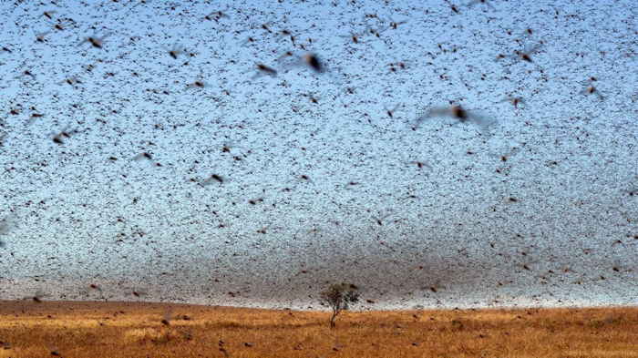 Essaims de sauterelles envahissant l'Arabie Saoudite et la Jordanie