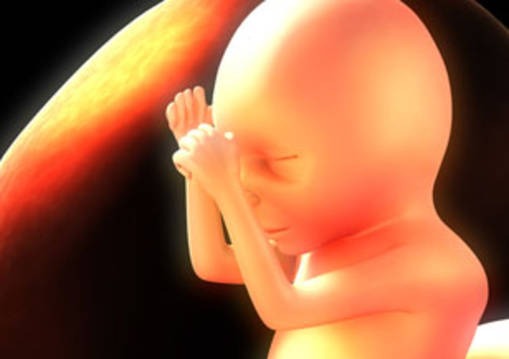 foetus