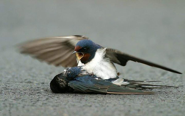 Moineau attristé