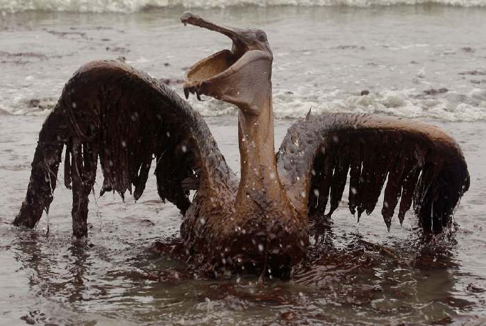 Pelican brun mazouté