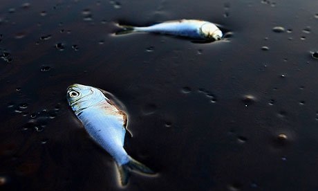 Poissons morts noyés dans du pétrole