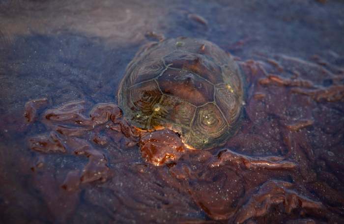 Tortue engluée dans la marée noire bp au large de la Louisiane