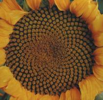 Fleur de tournesol