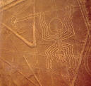 araignée Nazca