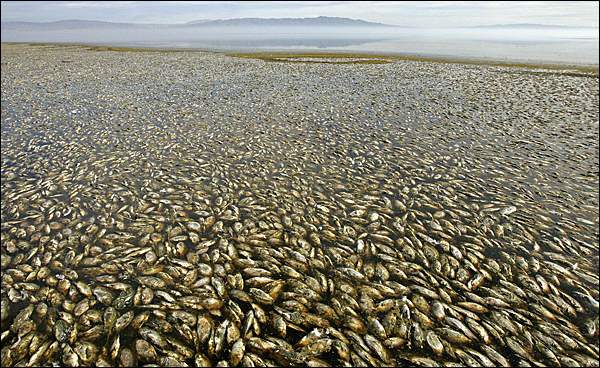 Milliers de poissons morts flottant à la surface des eaux (California Sulton Sea) 