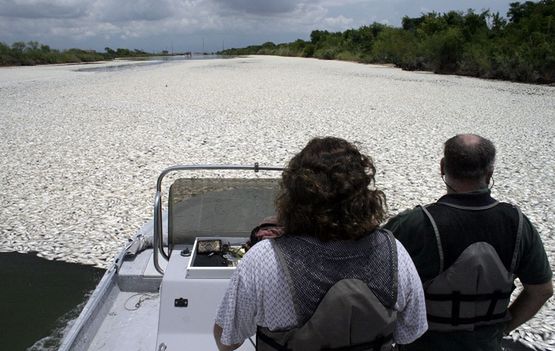 Un Million de poissons découverts morts flottant à la surface des eaux en Arkansas