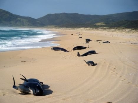 Baleines échouées en Nouvelle-Zélande