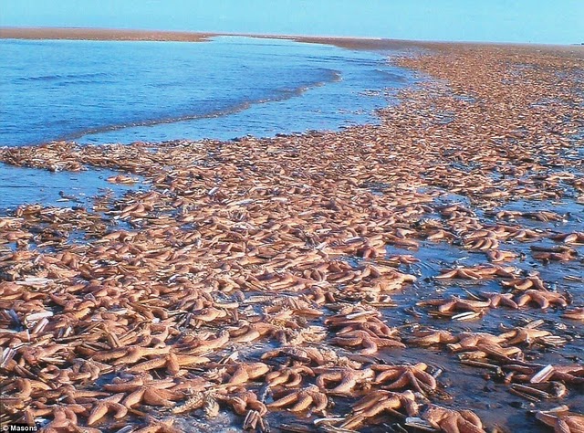 Etoiles de mer 