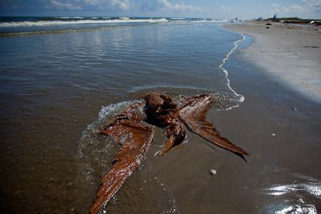 Pélican mazouté sur une plage de Louisianne 