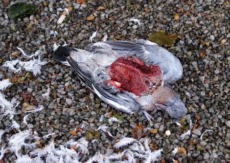 pigeons retrouvés par centaines, les tripes à l'air dans les quarties Est de la ville de Québec