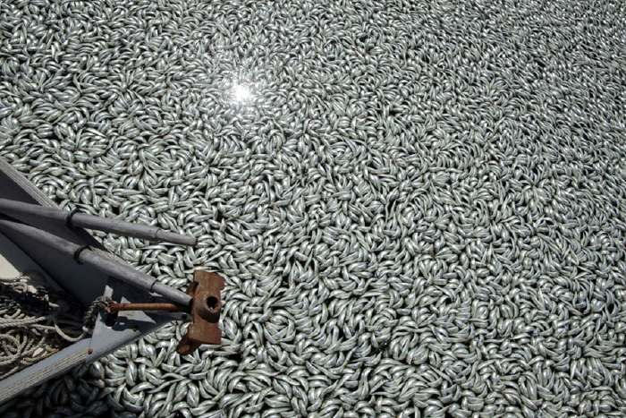 Millions de sardines mortes flottant à la surface des eaux sur la plage Redondo à King Harbor