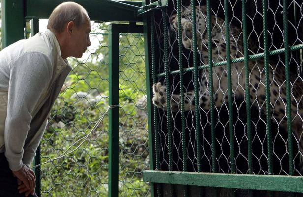 Poutine devant un léopard des neiges en cage