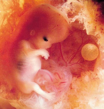 foetus