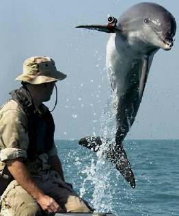 dauphin militaire US