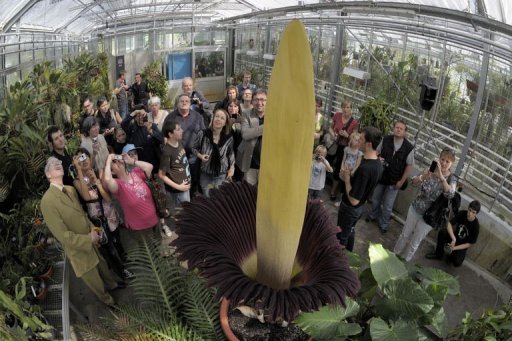 "Penis de Titan" - Jardin botanique de Bâle